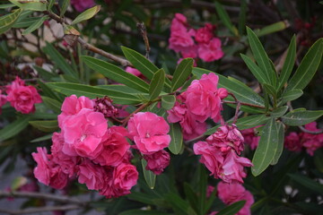 Flores cor-de-rosa