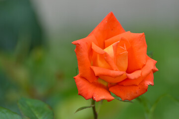 Róża pomarańczowa jak pomarańcza  © Alina