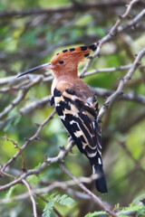 Common  hoopoe perched on tree twigs
