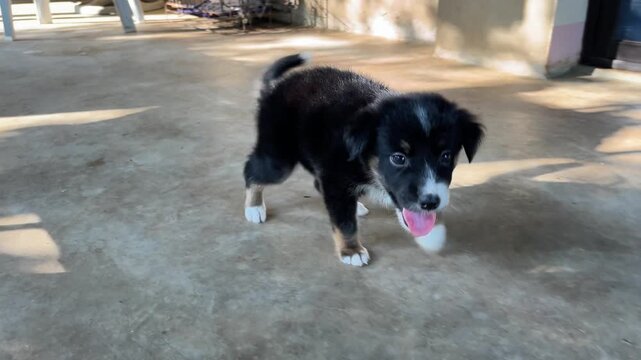 little puppy limps on one paw while walking
