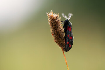 Motyl kraśnik sześcioplamek na łace w rosie. © Elżbieta Kaps
