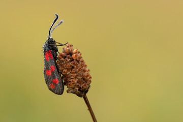 Motyl kraśnik sześcioplamek na łace w rosie. © Elżbieta Kaps