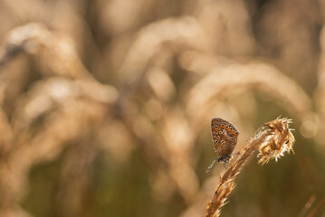 Modraszek ikar motyl na trawie w rosie.  © Elżbieta Kaps