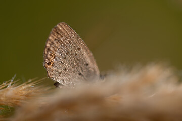 Modraszek argiades na łące w rosie, tło dzikiej natury