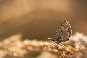 Modraszek argiades na łące w rosie, tło dzikiej natury © Elżbieta Kaps