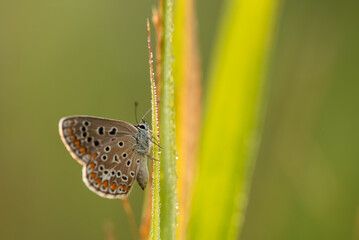 Modraszek ikar motyl na trawie w rosie.  © Elżbieta Kaps
