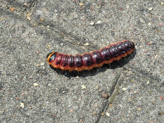 Large goat moth caterpillar close-up. Clear body structure and coloring. Perfect for nature or wildlife themes. Copyspace.