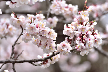 The cherry blossom, or sakura is considered the national flower of Japan