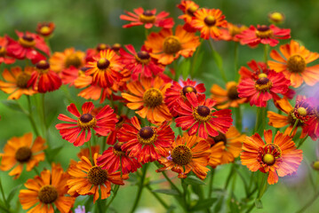 Piękne kwiaty dzielżan w ogrodzie. 