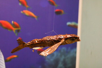 Preserved Fish Specimen Displayed in Exhibit