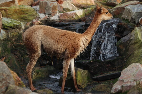 Vicuña (Vicugna vicugna), a South American camelid