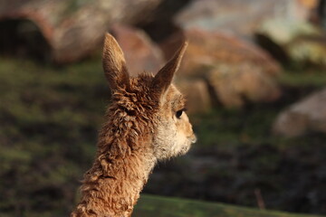 Vicuña (Vicugna vicugna), a South American camelid