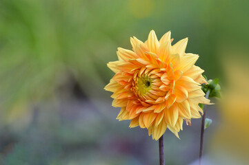 KWIAT JAK SŁONCE LATO   © Alina