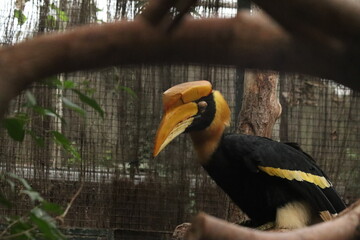 Double-horned Rhinoceros Hornbill (Buceros bicornis)