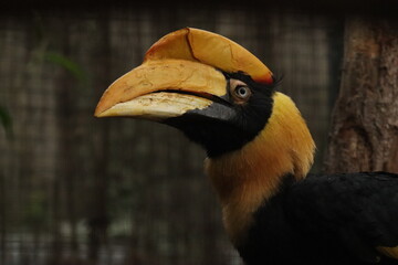 Double-horned Rhinoceros Hornbill (Buceros bicornis)