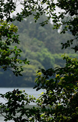 View of the lake through the branches of trees on a summer day