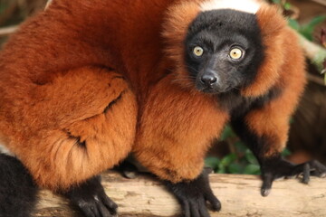 A striking red ruffed lemur perched in its natural habitat, showcasing its vibrant reddish-brown fur and expressive face.