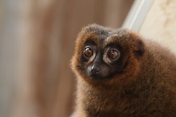 Red-Bellied Lemur Gazing Dreamily