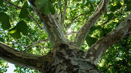 Majestic Sycamore Trees: Iconic Species with Large, Lobed Leaves, Smooth White Bark, and Spreading Canopies, Thriving in Urban Parks, Woodlands, and Riverbanks, Capturing Natural Beauty for Botanical 