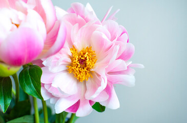 Beautiful peonies flowers in a vase on a light background. Postcard, place for inscription