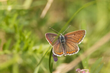 Kleiner Sonnenröschen-Bläuling (Aricia agestis), auch Dunkelbrauner Bläuling oder Heidenwiesenbräunling