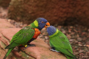 Colorful Lorikeets