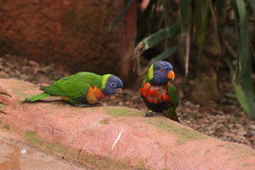 Colorful Lorikeets