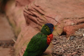 Colorful Lorikeets