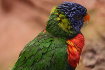 Colorful Lorikeets
