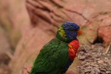 Colorful Lorikeets