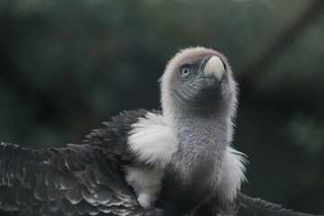 Himalayan Vulture 