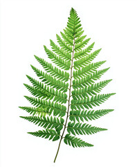 Fern leaf high detail, botanical study style, isolated on pure white background