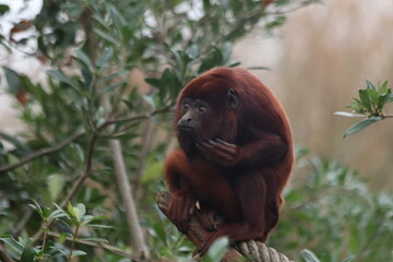Obraz premium Red Howler Monkey