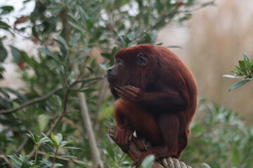 Red Howler Monkey