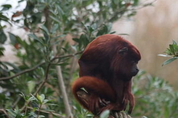 Red Howler Monkey