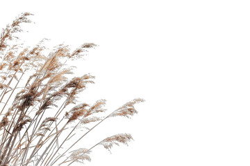 Dried pampas grass plumes against black background