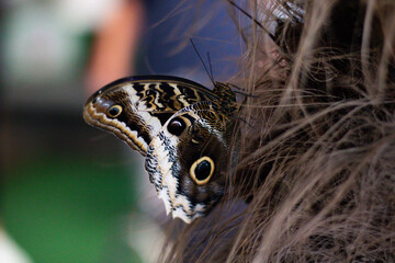Butterfly Resting on Hair in Nature