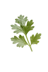Obraz premium Fresh Parsley Leaf Isolated on White Background - Herb Ingredient