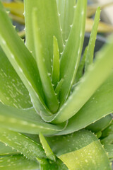 Fototapeta premium Aloe vera plant, Fresh aloe vera outdoors