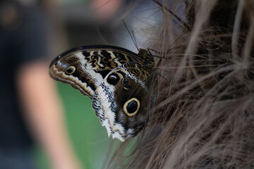 Butterfly Resting on Hair
