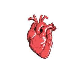 Detailed illustration of a human heart