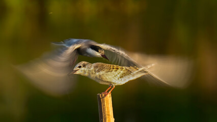 blue heron ardea cinerea