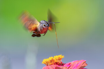 butterfly on flower