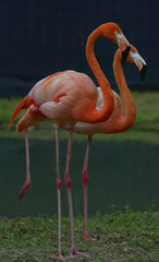 flamingo in the zoo