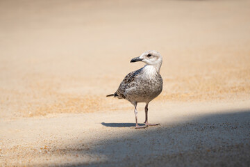 Seagull on the sand of a beach in the morning. 