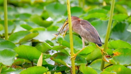 great blue heron in the grass