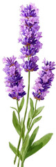 Naklejka premium Vibrant purple lavender blossoms with green leaves