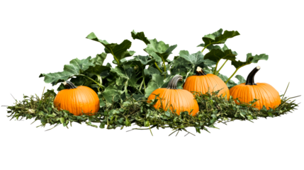 Four orange pumpkins nestled amongst vibrant green foliage on a transparent background