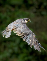 red tailed hawk in flight