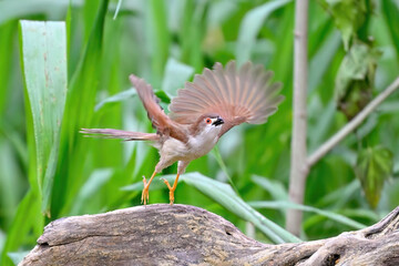 red crowned night heron
